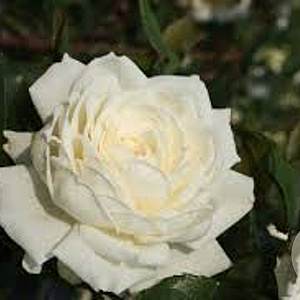 Rosa (K) Alaska 150-175 cm vierkant rond 5,5L