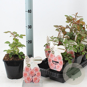 Rosa (F) Carmina 10-15 cm C1.5