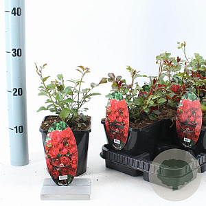 Rosa (PA) Fairy King 10-15 cm C1.5