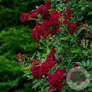 Rosa Perennial Red Domino 150-175 cm vierkant rond 5,5L