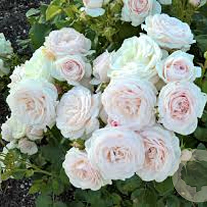 Rosa Sweet Romanza 10-15 cm C1.5