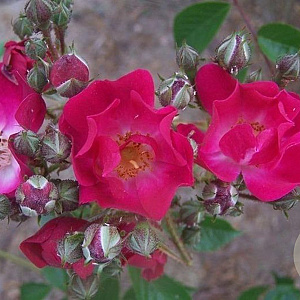 Rosa (RA) 'The Bishop's Rambler' 150-175 cm vierkant rond 5,5L