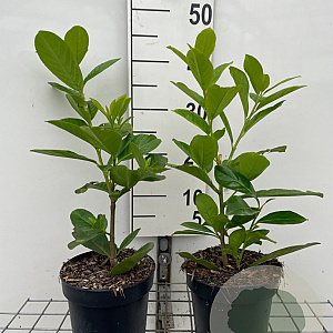 Prunus l. 'Novita' 40-60 cm 2,0L
