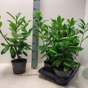 Prunus l. 'Novita' 40-60 cm 2,0L