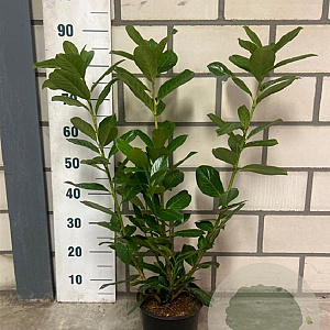 Prunus l. 'Novita' 60-80 cm 3,0L