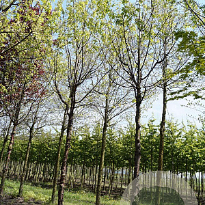 Prunus serrula 20-25 HO draadkluit