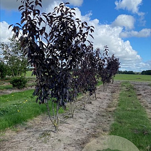 Prunus ser. 'Royal Burgundy' 150-175 cm draadkluit meerstammig 80-100 breed