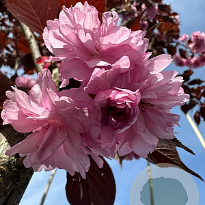 Prunus ser. 'Royal Burgundy' 150-175 cm draadkluit meerstammig 80-100 breed