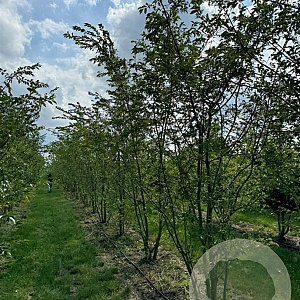 Prunus subh. 'Autumnalis Rosea' 400-450 cm draadkluit meerstammig