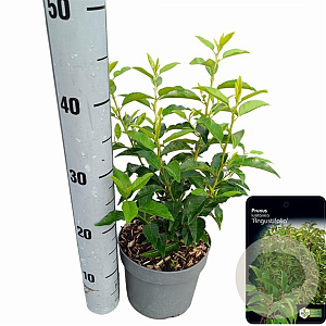 Prunus lusitanica 'Angustifolia' 20-30 cm 2,0L