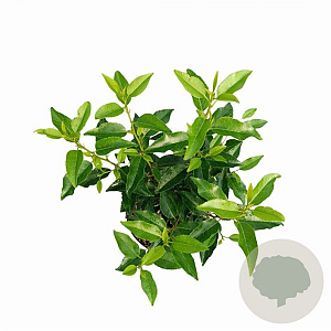 Prunus lusitanica 'Angustifolia' 20-30 cm 2,0L