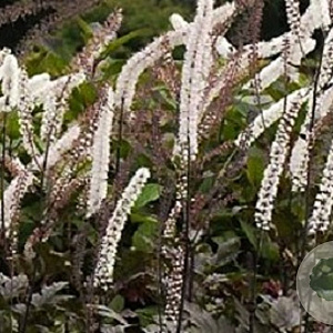 Actaea simp. 'Brunette' GM P9