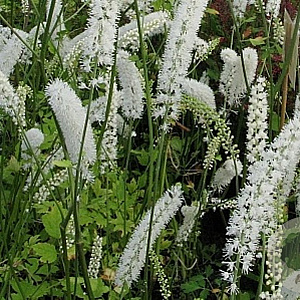 Actaea simp. 'White Pearl' GM P9