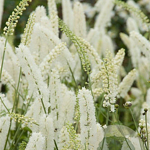 Actaea simp. 'White Pearl' GM P9