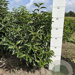 Prunus lusitanica 'Angustifolia' 40-60 cm met kluit