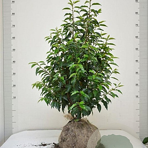Prunus lusitanica 'Angustifolia' 60-80 cm met kluit