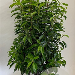Prunus lusitanica 'Angustifolia' 60-80 cm met kluit