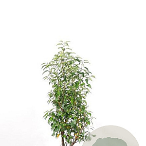 Prunus lusitanica 'Angustifolia' 80-100 cm met kluit