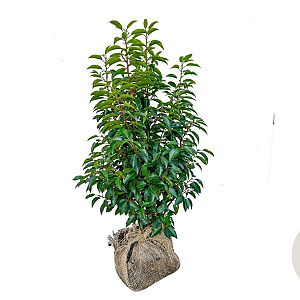 Prunus lusitanica 'Angustifolia' 80-100 cm met kluit