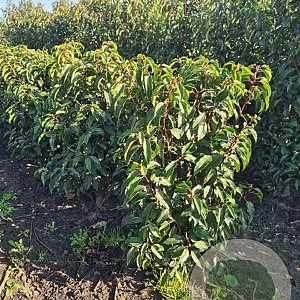 Prunus lusitanica 'Angustifolia' 80-100 cm met kluit