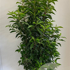 Prunus lusitanica 'Angustifolia' 80-100 cm met kluit