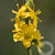 Agrimonia eupatoria Cruydt-Hoek