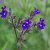 Anchusa officinalis Cruydt-Hoek