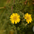 Anthemis tinctoria Cruydt-Hoek