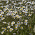 Bellis perennis Cruydt-Hoek