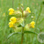Rhinanthus minor Cruydt-Hoek