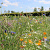 Romantic-Veldbloemen 2 (alle gronden, 50-100 cm) Innogreen 500 gram