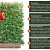 Pyracantha Dart's Red 120x155 Mobilane kant en klaar haag