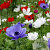 Anemone 'De Caen Mix' 5-6 cm verpakt per 100