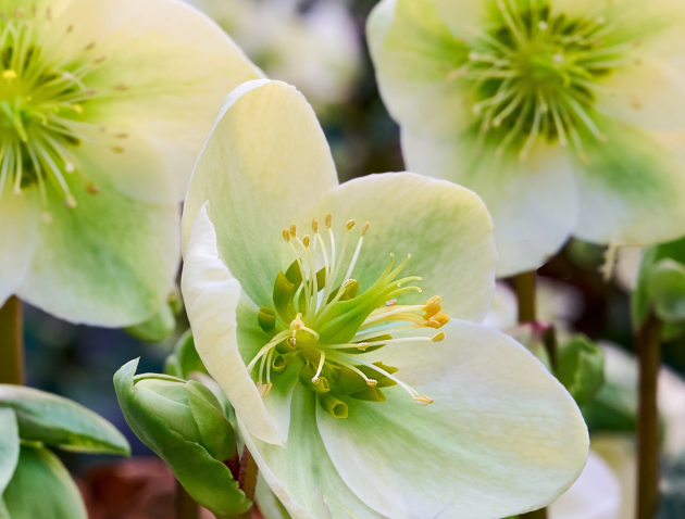 hellborus januari 2026