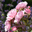 productpagina rozen 1000x1000