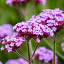 productpagina vaste planten 1000x1000