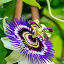 productpagina klimplanten 1000x1000