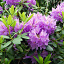 productpagina rhododendrons 1000x1000