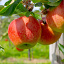 productpagina fruit 1000x1000