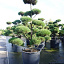pinus sylv. norske typ 175 200 bonsai 175 200 c500