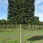 carpinus betulus lucas 25 30 st. 1.70 m scherm leivorm op stam