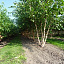 betula nigra meerstam 300 350 raaijmakers 3 2