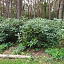 rhododendron nova zembla 120 150 boskwaliteit