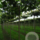Platanus hispanica