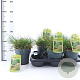 Deschampsia cesp. 'Tardiflora' 30-60 cm 2,0L