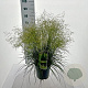 Deschampsia cesp. 'Tardiflora' 60-80 cm 6,5L