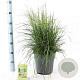 Deschampsia cesp. 'Tardiflora' 60-80 cm 6,5L