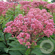 Eupatorium mac. 'Hageveld' GM P9
