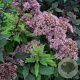 Eupatorium mac. 'Purple Bush' GM P9