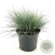 Festuca glauca 'Elijah Blue' 20-25 cm 2,0L